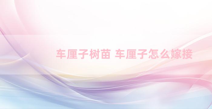 车厘子树苗 车厘子怎么嫁接